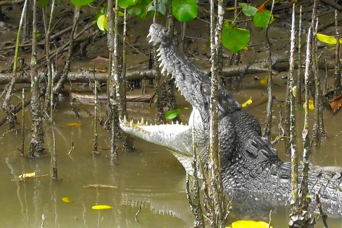 1-Hour Daintree River wildlife cruise - Six useful things to know before you go