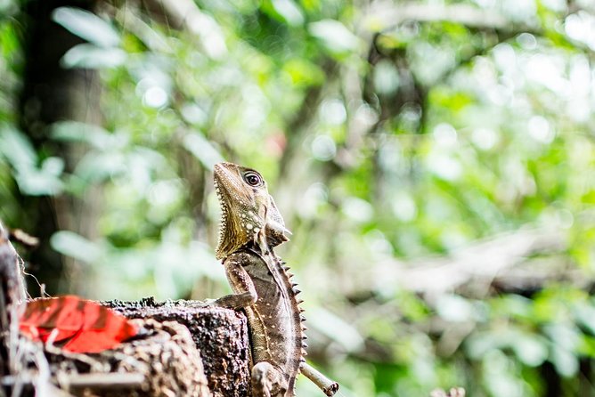 1-Hour Daintree River wildlife cruise - Starting at the Daintree River