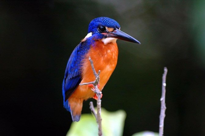 1-Hour Daintree River wildlife cruise - Guides who make the hour work