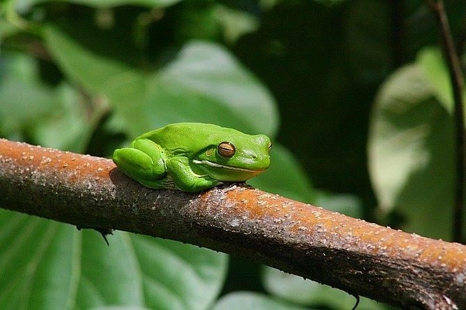 1-Hour Daintree River wildlife cruise - Who should book this cruise?