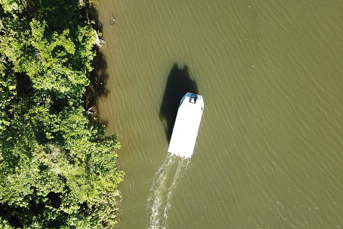 1-Hour Daintree River wildlife cruise - Finding crocodiles without forcing the encounter