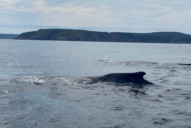 2 Hours Guided Whale and Bird Boat Tour in Bay Bulls - Four islands and four million seabirds