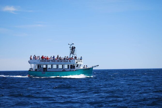 2 Hours Guided Whale and Bird Boat Tour in Bay Bulls - The guides make the difference
