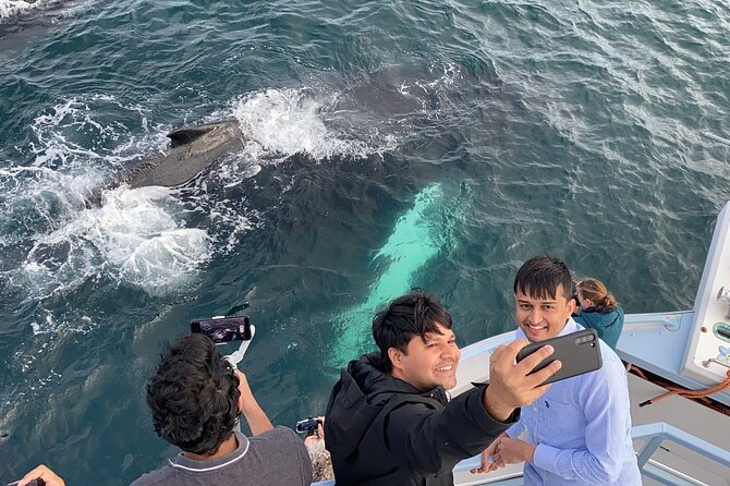 2 Hours Guided Whale and Bird Boat Tour in Bay Bulls - Is the 100-person boat good value?