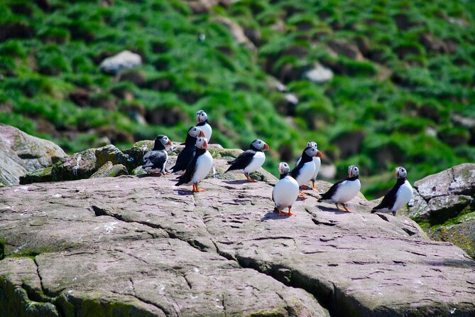 2 Hours Guided Whale and Bird Boat Tour in Bay Bulls - What the two-hour route feels like