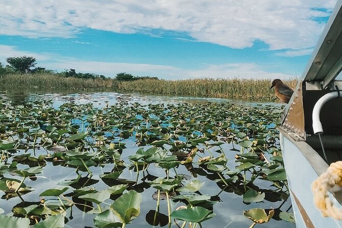 60 min. Everglades Airboat ride & pick-up ,small group +pro guide - The alligator show adds a close-up encounter