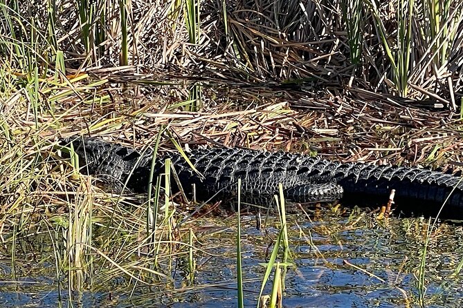 60 min. Everglades Airboat ride & pick-up ,small group +pro guide - Is $78 good value?