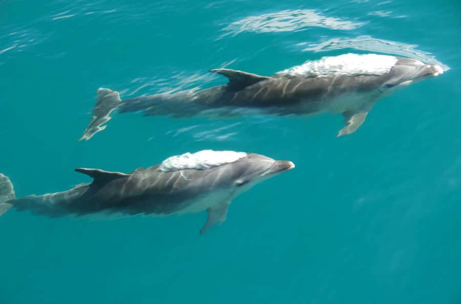 Abel Tasman National Full Park Scenic Cruise - Fur seals, dolphins, and other possible sightings