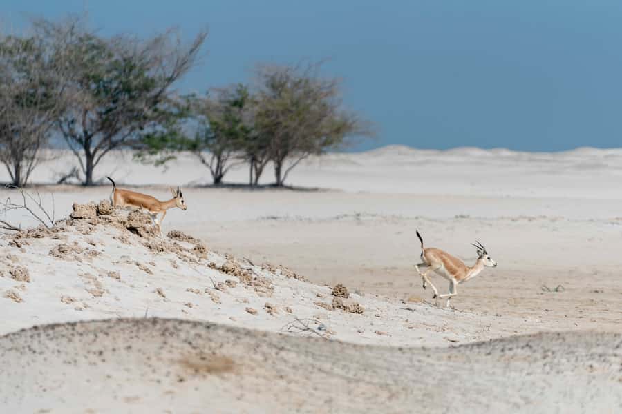 Abu Dhabi: 4-Hour Guided Cruise & Island Hopping - Practical verdict on the Abu Dhabi island cruise