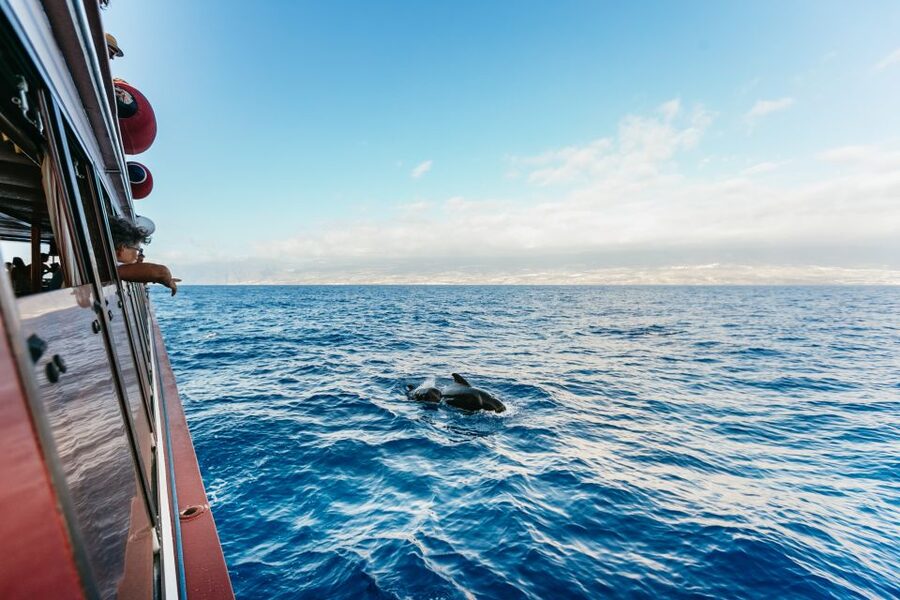 Adeje: Whale and Dolphin Watching Cruise with Lunch and Swim - Key points before you book