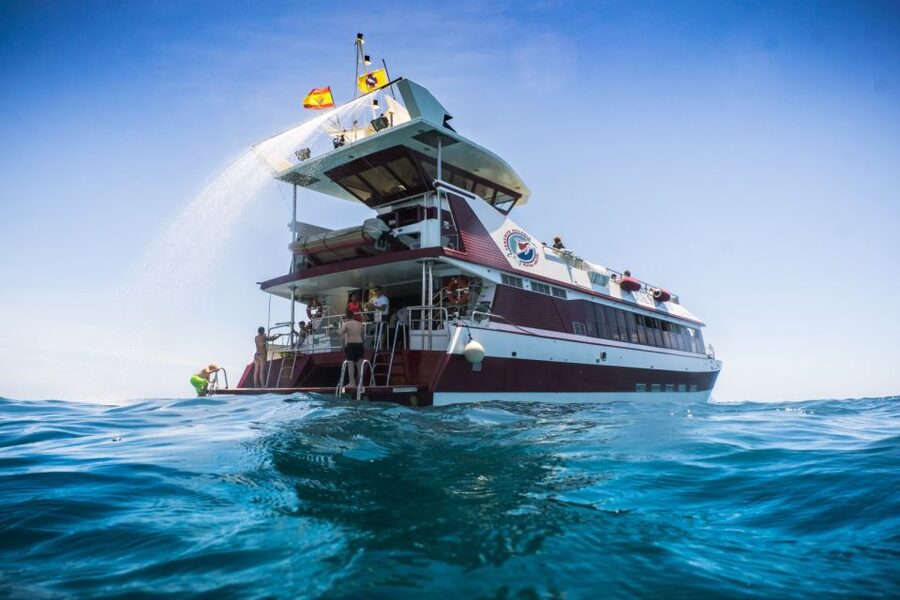 Adeje: Whale and Dolphin Watching Cruise with Lunch and Swim - Watching pilot whales in the Teno-Rasca Whale Sanctuary
