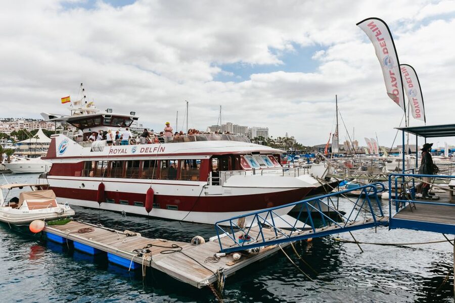 Adeje: Whale and Dolphin Watching Cruise with Lunch and Swim - Swimming in clear Atlantic water