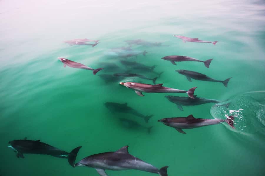 Adelaide: 4-Hour Guaranteed Wild Dolphin Watching Cruise - Key Details Before You Book