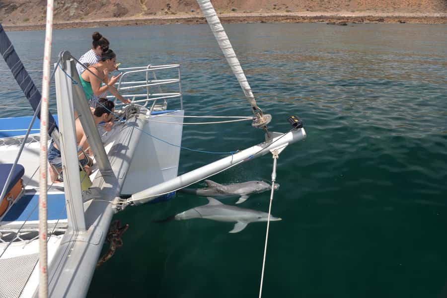 Adelaide: 4-Hour Guaranteed Wild Dolphin Watching Cruise - Booking, Timing, and Small Practical Details