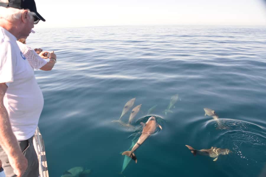 Adelaide: 4-Hour Guaranteed Wild Dolphin Watching Cruise - Watching Dolphins Race Beneath the Bow