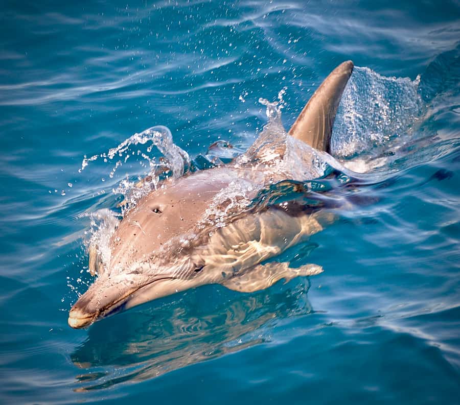 Adelaide: 4-Hour Guaranteed Wild Dolphin Watching Cruise - Commentary From a Crew That Knows the Animals