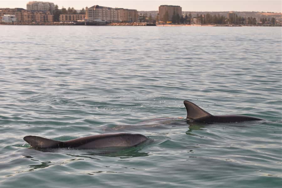 Adelaide: 4-Hour Guaranteed Wild Dolphin Watching Cruise - What the Three and a Half Hours Feel Like