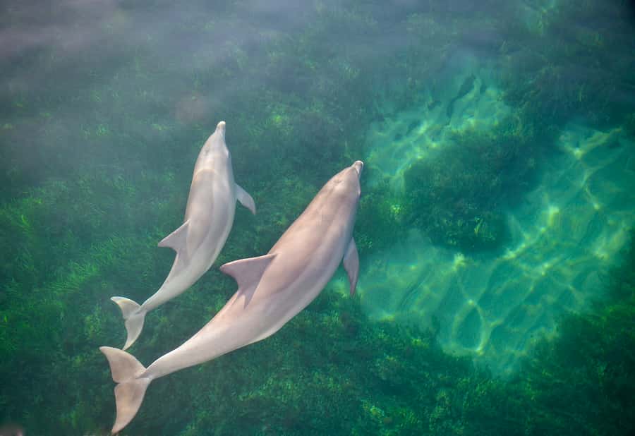 Adelaide: 4-Hour Guaranteed Wild Dolphin Watching Cruise - Watching or Swimming With the Dolphins