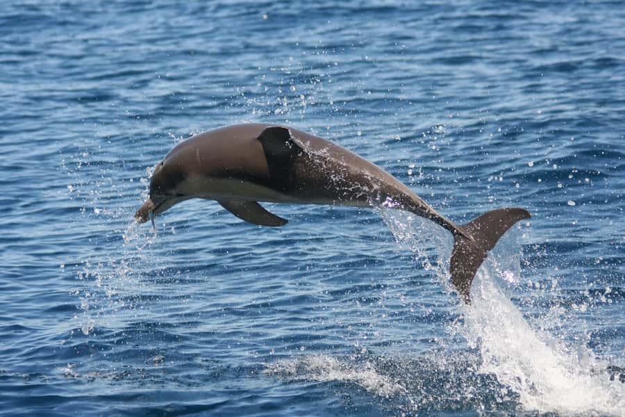 Adelaide: 4-Hour Guaranteed Wild Dolphin Watching Cruise - Is the $63 Price Good Value?