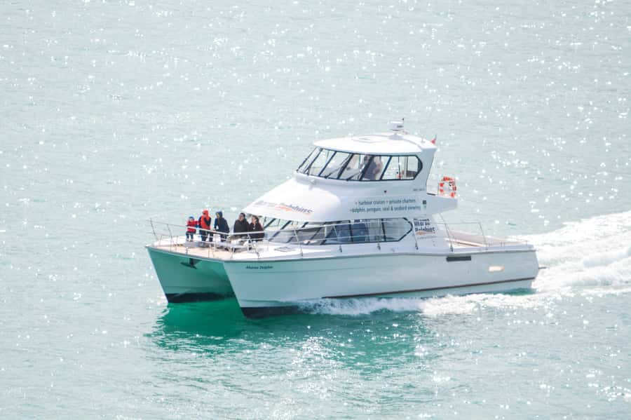 Akaroa: Dolphin Nature Cruise - Key points to know before you book