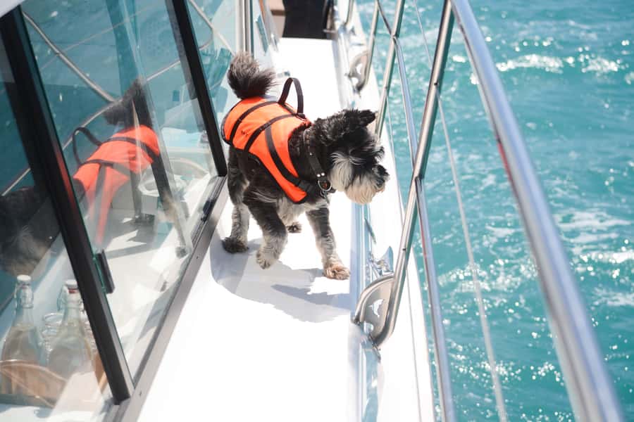 Akaroa: Dolphin Nature Cruise - Who will enjoy this cruise most?