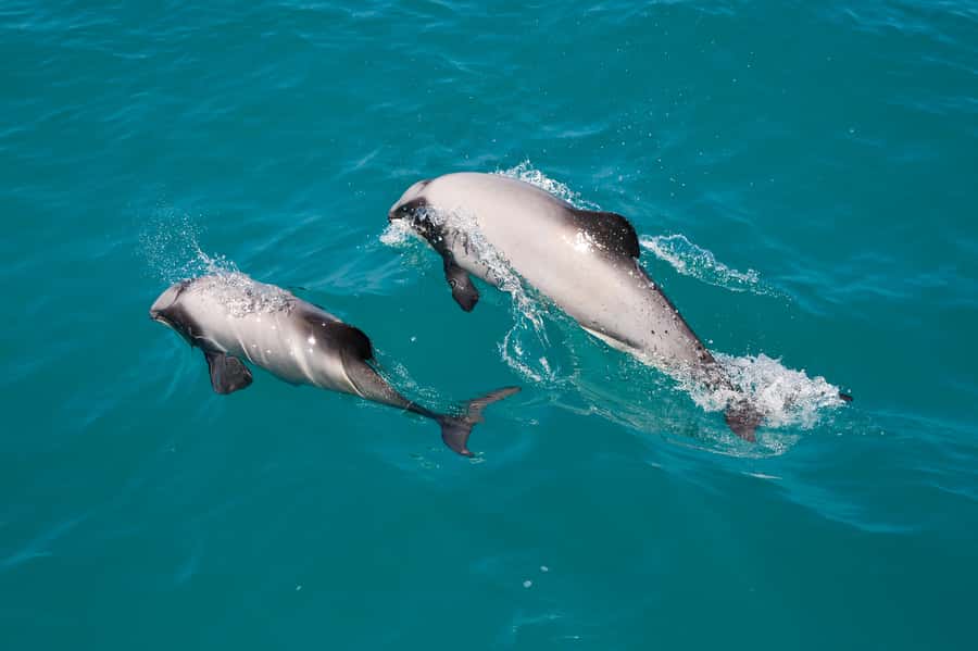 Akaroa: Dolphin Nature Cruise - Setting out across Akaroa Harbor