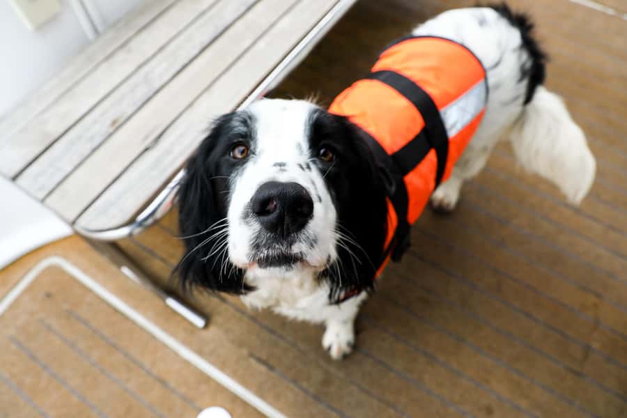 Akaroa: Dolphin Nature Cruise - Drinks, cookies, and comfort on board