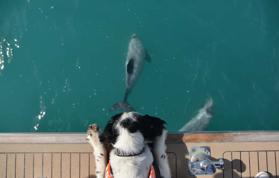 Akaroa: Dolphin Nature Cruise - Is the $77 price good value?
