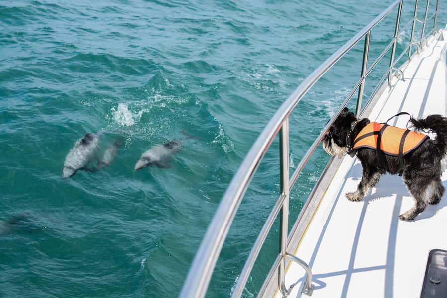 Akaroa: Dolphin Nature Cruise - Searching for Hector’s dolphins