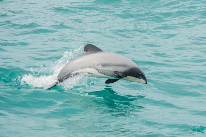 Akaroa Dolphins ~ Harbour Nature Cruise - Setting Out From 65 Beach Road