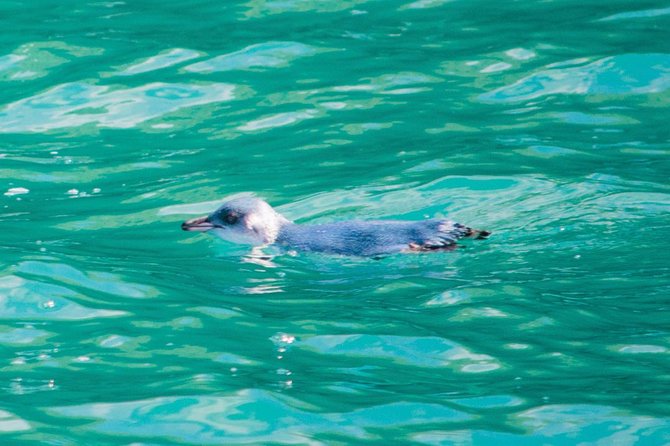 Akaroa Dolphins ~ Harbour Nature Cruise - Price and Overall Value at $80.67