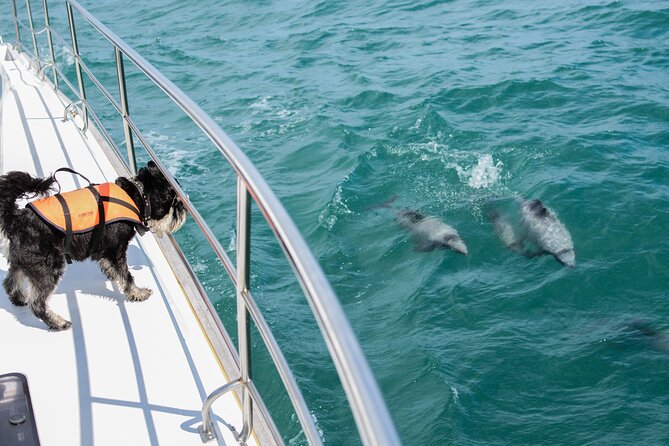Akaroa Dolphins ~ Harbour Nature Cruise - Banks Peninsula From the Water