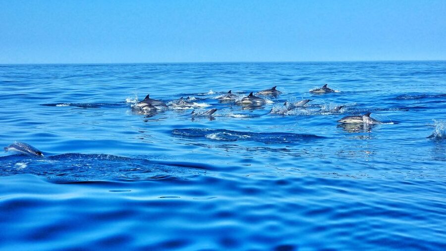 Albufeira: Benagil Cave and Dolphin Sightseeing Boat Cruise - Albandeira and Marinha’s famous rock formations