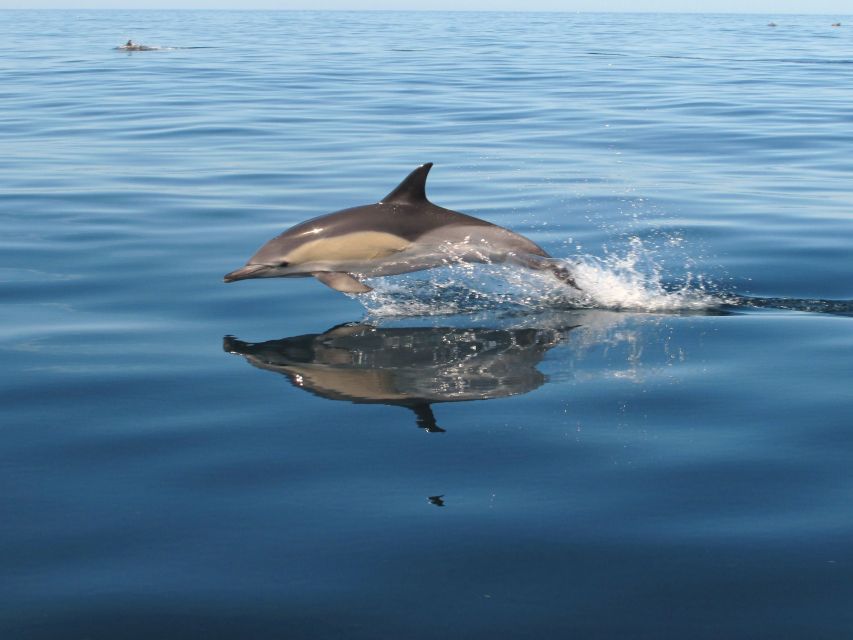 Albufeira: Benagil Cave and Dolphin Sightseeing Boat Cruise - Inside Benagil Cave