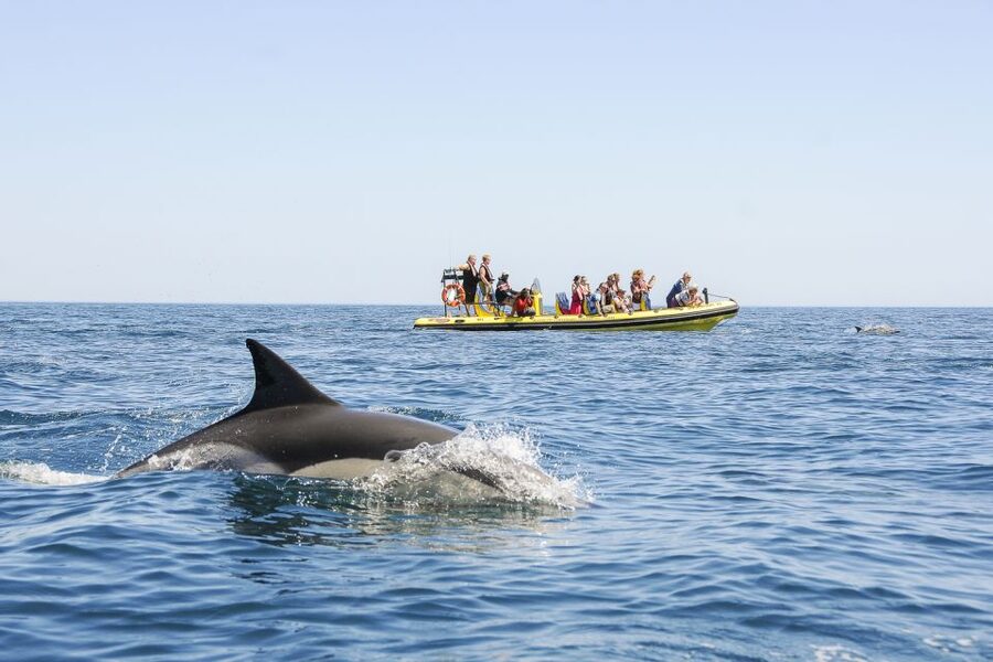 Albufeira: Benagil Caves & Dolphin Watching Speed Boat Tour - Who should book this speedboat outing?