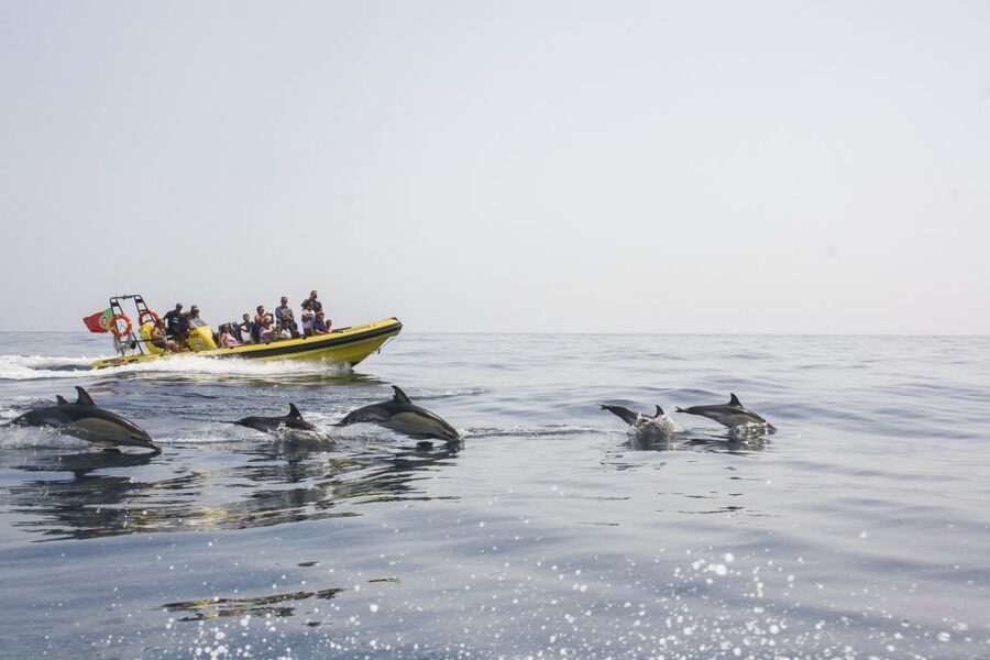 Albufeira: Benagil Caves & Dolphin Watching Speed Boat Tour - A fast start from Albufeira Marina