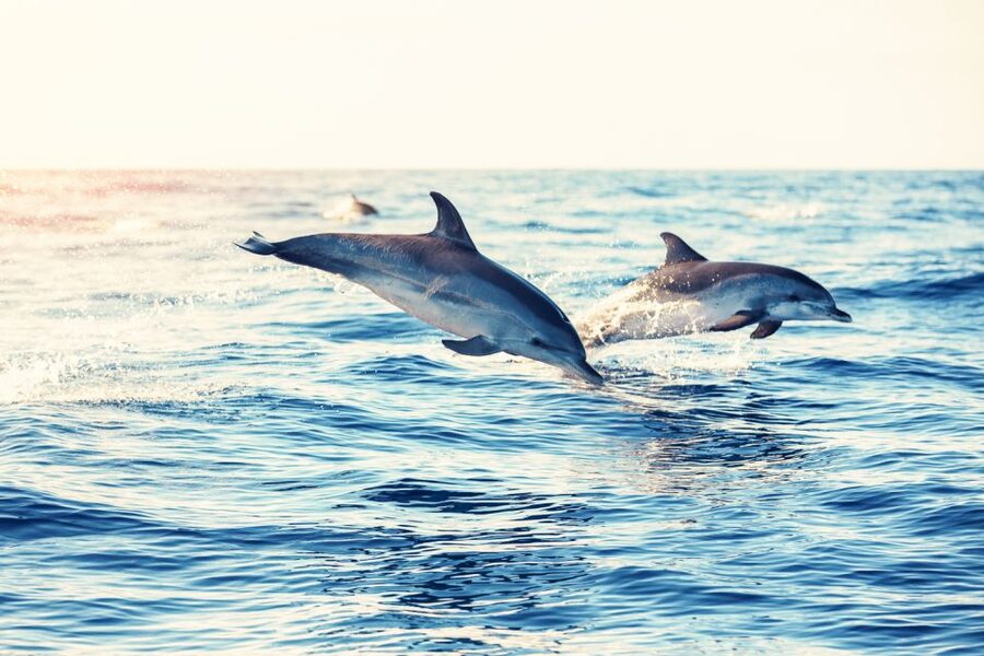 Albufeira: Benagil Caves & Dolphin Watching Speed Boat Tour - Dolphin watching with realistic expectations