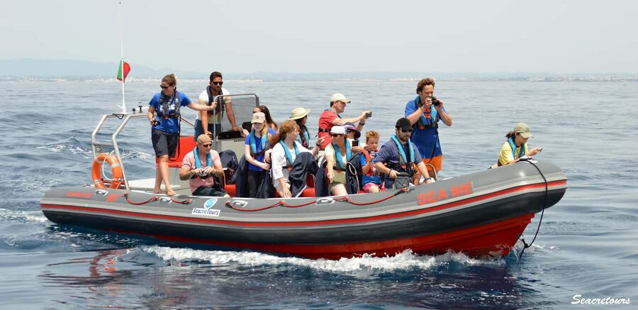 Albufeira: Dolphin Watching and Benagil Cave Boat Cruise - Leaving Albufeira Marina on a Fast RIB