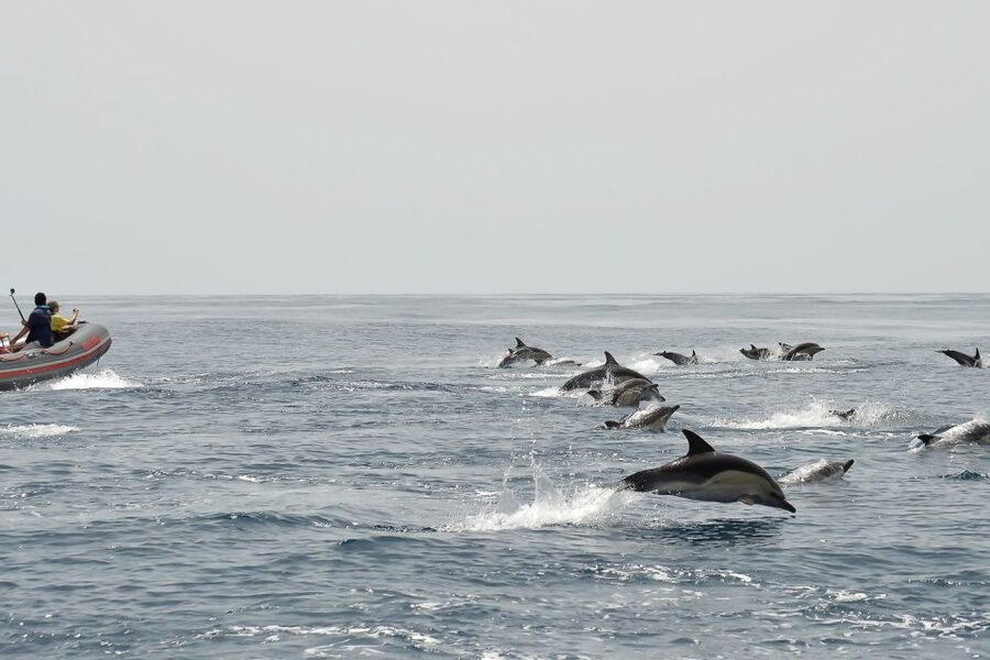 Albufeira: Dolphin Watching and Benagil Cave Boat Cruise - Waves, Spray, and Comfort on the Boat