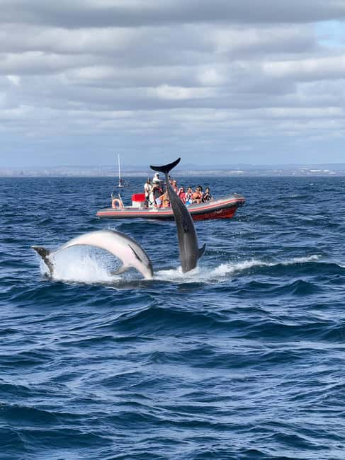 Albufeira: Dolphin Watching and Benagil Cave Boat Cruise - Searching for Dolphins in the Atlantic