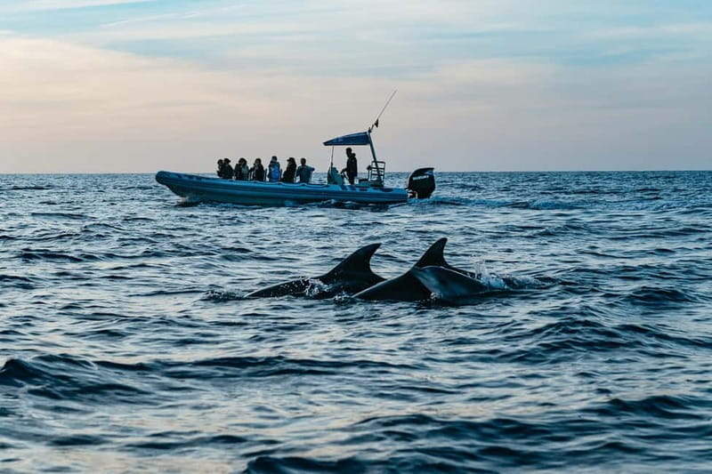 Alcudia or Can Picafort: Dolphin-Watching Cruise - What this Alcudia dolphin cruise is really like