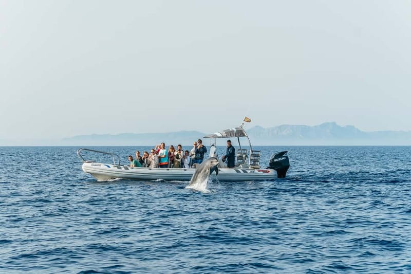 Alcudia or Can Picafort: Dolphin-Watching Cruise - Es Coll Baix: a beautiful but brief swim stop