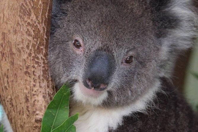 All Inclusive Blue Mountain,Scenic World,Lunch,Koalas,ferry - The Parramatta River ferry is a smart finish