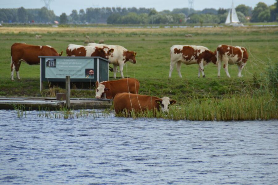 Amsterdam: Tour to Keukenhof Gardens with Windmill Cruise - A peaceful hour among the Kaag Lakes windmills
