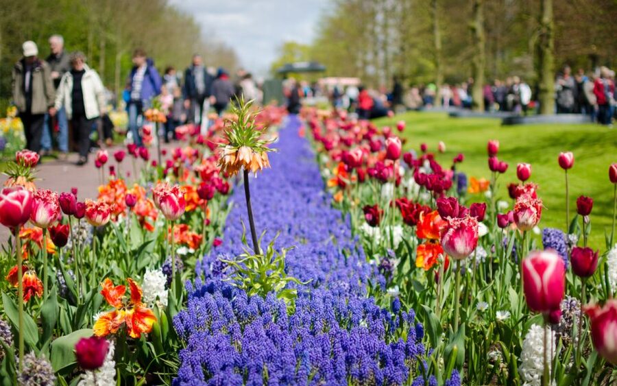Amsterdam: Tour to Keukenhof Gardens with Windmill Cruise - Returning whenever you are ready
