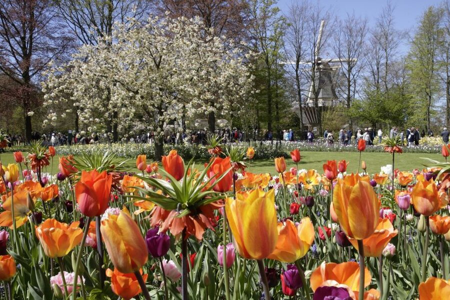 Amsterdam: Tour to Keukenhof Gardens with Windmill Cruise - Is $64 good value?