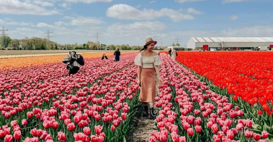 Amsterdam: Tulip Farm Visit, Keukenhof, and Windmill Cruise - Should you book this tour?