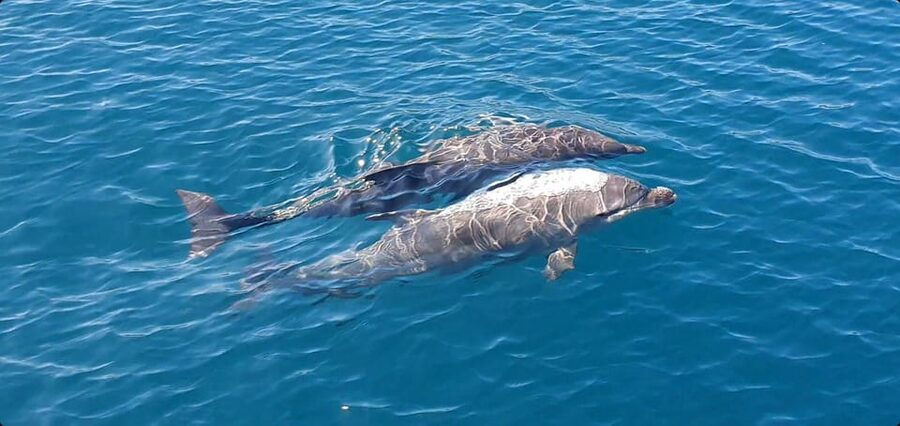 Argostoli: Full-Day Boat Trip with Lunch & Wine - Vardiani Islands and Mama Angelika’s moussaka
