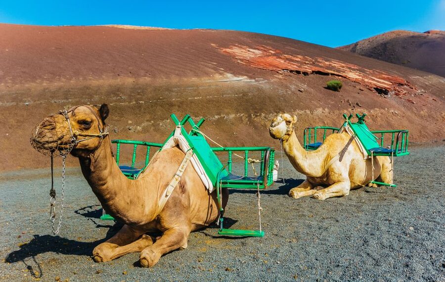 Arrecife: Timanfaya and Green Lagoon for Cruise Passengers - The camel ride is fun, but it is not part of the base price