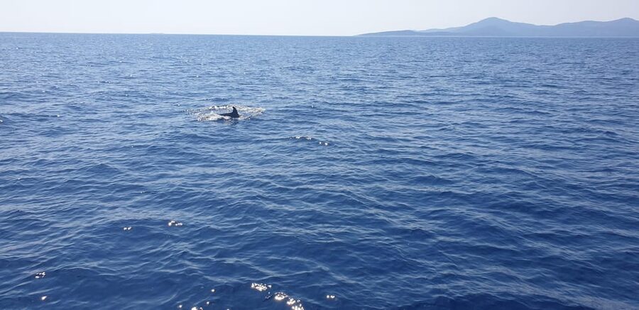 Athens: Riviera Catamaran Tour with Fresh Meal and Drinks - Why the Seven-Dish Meal Matters